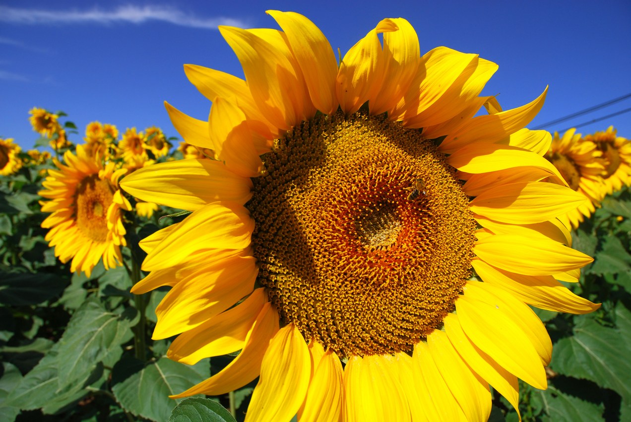 zonnebloemen en een blauwe lucht